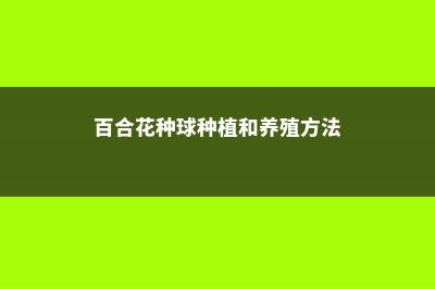 百合花种球种植 (百合花种球种植和养殖方法)