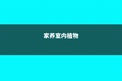 家庭室内植物怎么养 (家养室内植物)