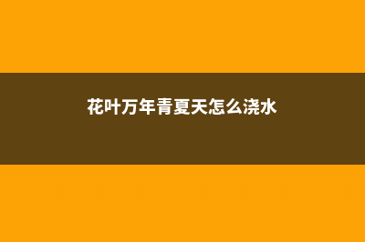 花叶万年青冬季如何管理 (花叶万年青夏天怎么浇水)