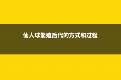 仙人球是怎样繁殖的 (仙人球繁殖后代的方式和过程)