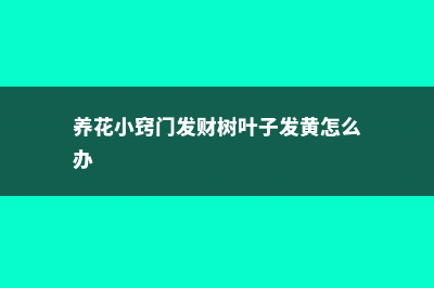 养花小窍门 (养花小窍门发财树叶子发黄怎么办)