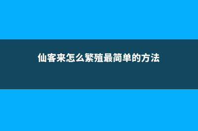 仙客来怎么繁殖 (仙客来怎么繁殖最简单的方法)