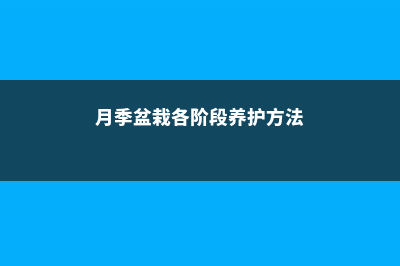 月季盆栽各阶段的养护管理 (月季盆栽各阶段养护方法)