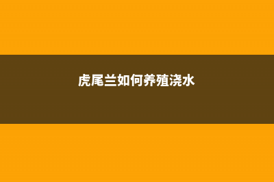 养虎尾兰时要注意哪些方面 (虎尾兰如何养殖浇水)