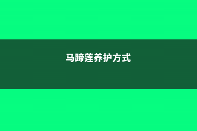 马蹄莲的养护方法 (马蹄莲养护方式)