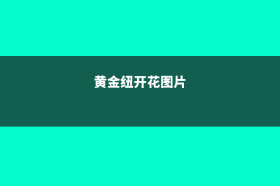 黄金钮的繁殖方法 (黄金纽开花图片)