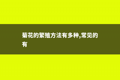 菊花的繁殖方法 (菊花的繁殖方法有多种,常见的有)