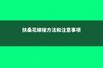 扶桑怎样嫁接 (扶桑花嫁接方法和注意事项)