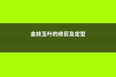 金枝玉叶的修剪方法 (金枝玉叶的修剪及定型)