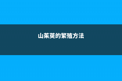 山茱萸的繁殖方法 (山茱萸的繁殖方法)