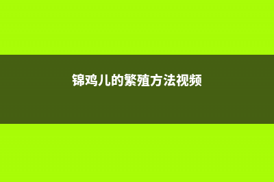 锦鸡儿的繁殖方法 (锦鸡儿的繁殖方法视频)