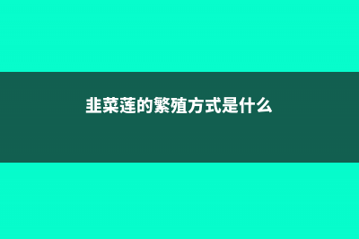 韭菜莲的繁殖方法 (韭菜莲的繁殖方式是什么)