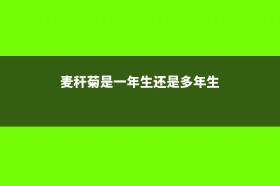 麦秆菊的四季养护方法 (麦秆菊是一年生还是多年生)