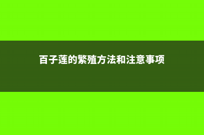 百子莲的繁殖方式有哪些 (百子莲的繁殖方法和注意事项)