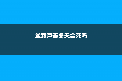 盆栽芦荟冬天怎么养 (盆栽芦荟冬天会死吗)