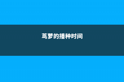 茑萝的四季养护要点 (茑萝的播种时间)