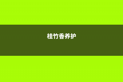 桂竹香的繁殖方法和注意事项 (桂竹香养护)