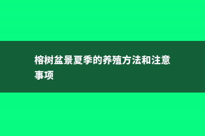 榕树盆景的四季养护技巧 (榕树盆景夏季的养殖方法和注意事项)