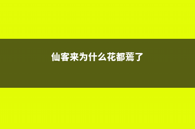 仙客来为什么花色会越开越淡 (仙客来为什么花都蔫了)