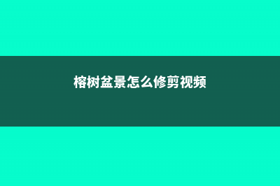 榕树盆景怎么修剪 (榕树盆景怎么修剪视频)