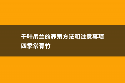 千叶吊兰的养殖方法 (千叶吊兰的养殖方法和注意事项四季常青竹)