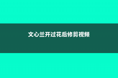 文心兰怎么修剪 (文心兰开过花后修剪视频)