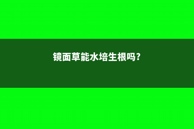 镜面草的水肥管理技巧 (镜面草能水培生根吗?)