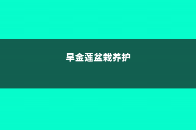 旱金莲四季养护方法 (旱金莲盆栽养护)