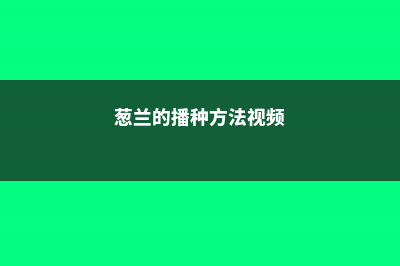 葱兰的播种方法 (葱兰的播种方法视频)