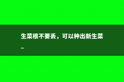 生菜根不要丢，可以种出新生菜 