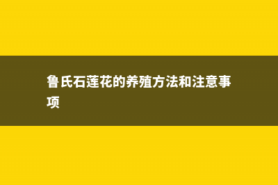 鲁氏石莲怎么养爆盆 (鲁氏石莲花的养殖方法和注意事项)