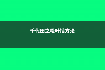 千代田之松叶插注意事项 (千代田之松叶插方法)