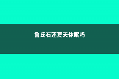 鲁氏石莲的水肥管理 (鲁氏石莲夏天休眠吗)