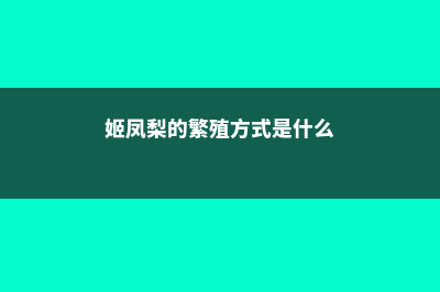 姬凤梨的繁殖方法 (姬凤梨的繁殖方式是什么)