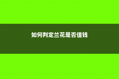 怎么判断兰花有没有打激素 (如何判定兰花是否值钱)