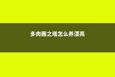 茜之塔的繁殖方法 (多肉茜之塔怎么养漂亮)