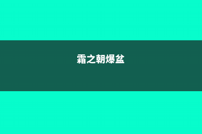 霜之朝怎么缀化 (霜之朝爆盆)