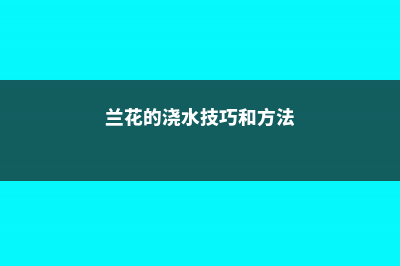 兰花的浇水技巧 (兰花的浇水技巧和方法)