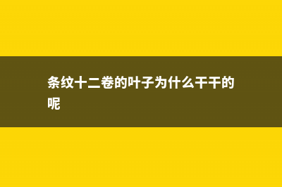 条纹十二卷的叶插方法 (条纹十二卷的叶子为什么干干的呢)