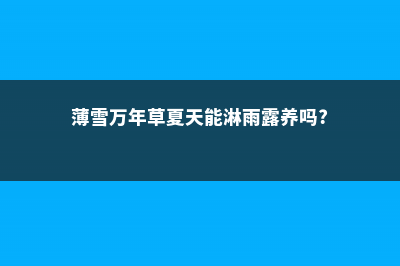 薄雪万年草的夏季养护 (薄雪万年草夏天能淋雨露养吗?)