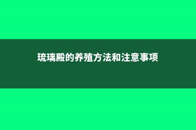 琉璃殿换盆移栽注意事项 (琉璃殿的养殖方法和注意事项)