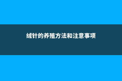 绒针可以水培吗 (绒针的养殖方法和注意事项)