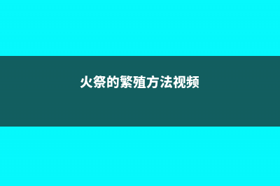 火祭的繁殖方法 (火祭的繁殖方法视频)