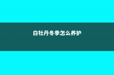 白牡丹冬季怎么养 (白牡丹冬季怎么养护)