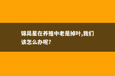 锦晃星怎么叶插 (锦晃星在养殖中老是掉叶,我们该怎么办呢?)