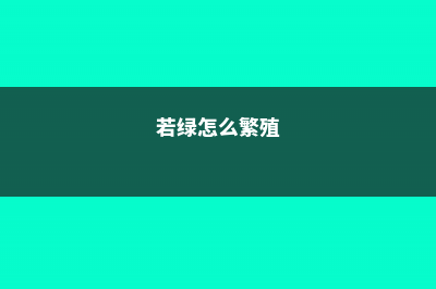 若绿怎么扦插 (若绿怎么繁殖)