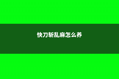 快刀乱麻怎么扦插 (快刀斩乱麻怎么养)