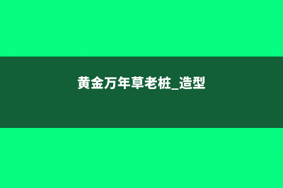 黄金万年草组盆方法:最佳的护盆草 – (黄金万年草老桩 造型)