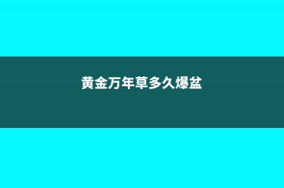 黄金万年草徒长怎么办 (黄金万年草多久爆盆)