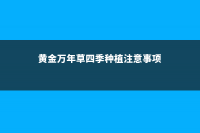 黄金万年草的四季养护方法 (黄金万年草四季种植注意事项)